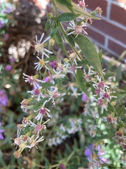 Symphyotrichum lateriflorum