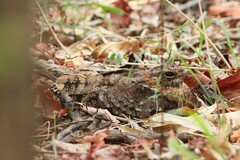 Caprimulgus longipennis