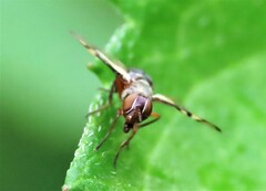 Rivellia flavimana