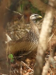 Pternistis bicalcaratus