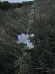 Alcea pallida