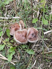 Armillaria sinapina
