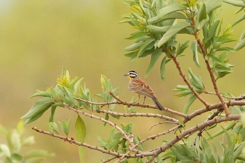Brown-rumped Bunting