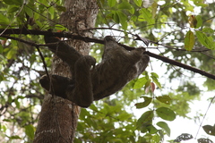 Bradypus tridactylus