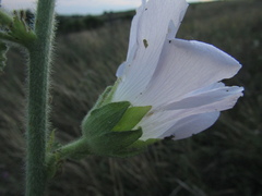Alcea pallida