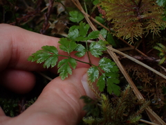 Coptis aspleniifolia