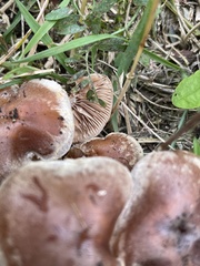 Armillaria sinapina