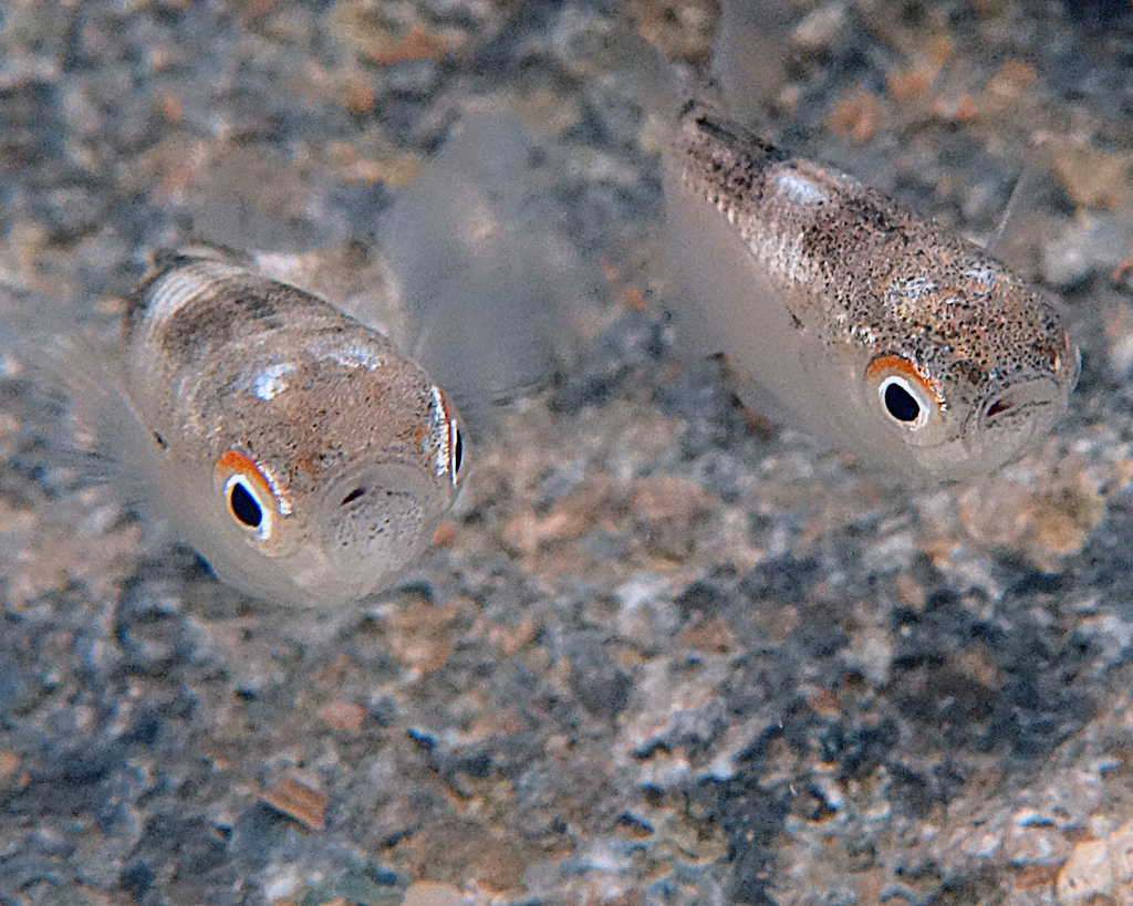 Blackfin mullet (Ellochelon vaigiensis) — Mugilidae