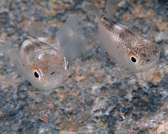 Ellochelon vaigiensis