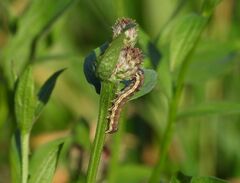 Helicoverpa armigera