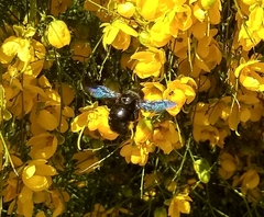 Xylocopa atamisquensis