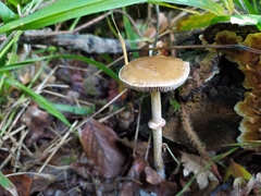 Leratiomyces
