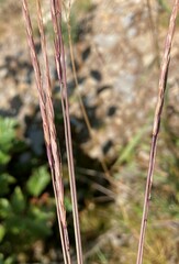 Elymus glaucus glaucus