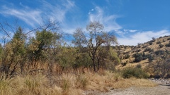 Fraxinus angustifolia