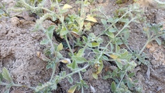 Heliotropium supinum