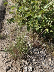 Elymus glaucus glaucus