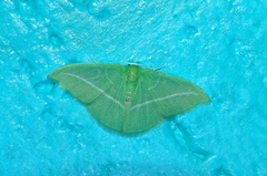 Dichorda illustraria