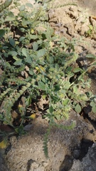 Heliotropium supinum