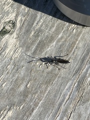 Cratichneumon