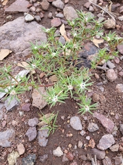 Portulaca pilosa