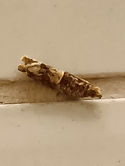 Crocidosema plebejana