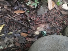 Dendrobates auratus