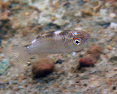 Blackfin mullet (Ellochelon vaigiensis) — Mugilidae — 3