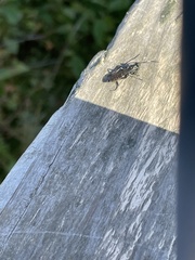 Cratichneumon