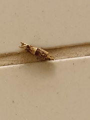 Crocidosema plebejana