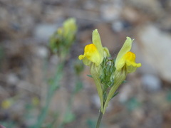 Linaria supina