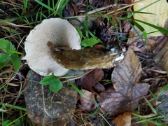 Suillus viscidus