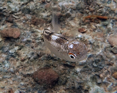 Ellochelon vaigiensis