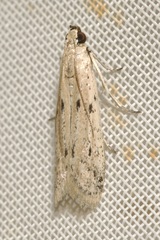 Phycitinae