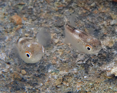 Ellochelon vaigiensis