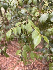 Eugenia biflora