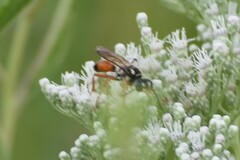 Sphex dorsalis