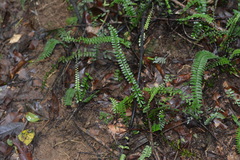 Asplenium normale