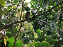 Malacoptila panamensis