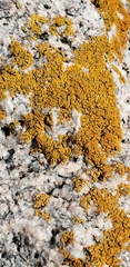 Xanthorioideae