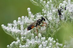 Sphex dorsalis