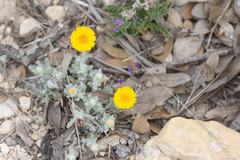 Thymophylla micropoides