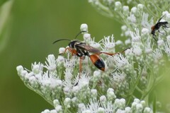Sphex dorsalis