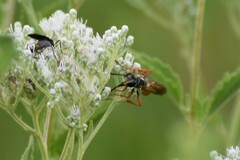 Sphex dorsalis