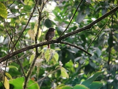 Malacoptila panamensis