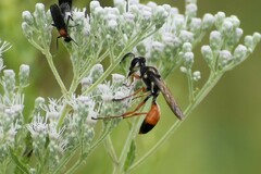 Sphex dorsalis