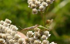 Myrmus miriformis