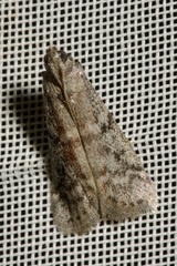 Ephestia elutella