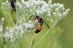 Sphex dorsalis