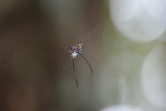 Macracantha