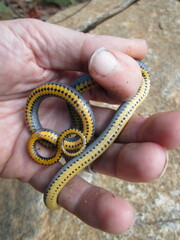 Diadophis punctatus punctatus